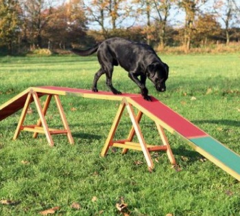 Honden voor Hondenloop