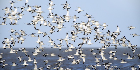 Biodiversiteit in Friesland