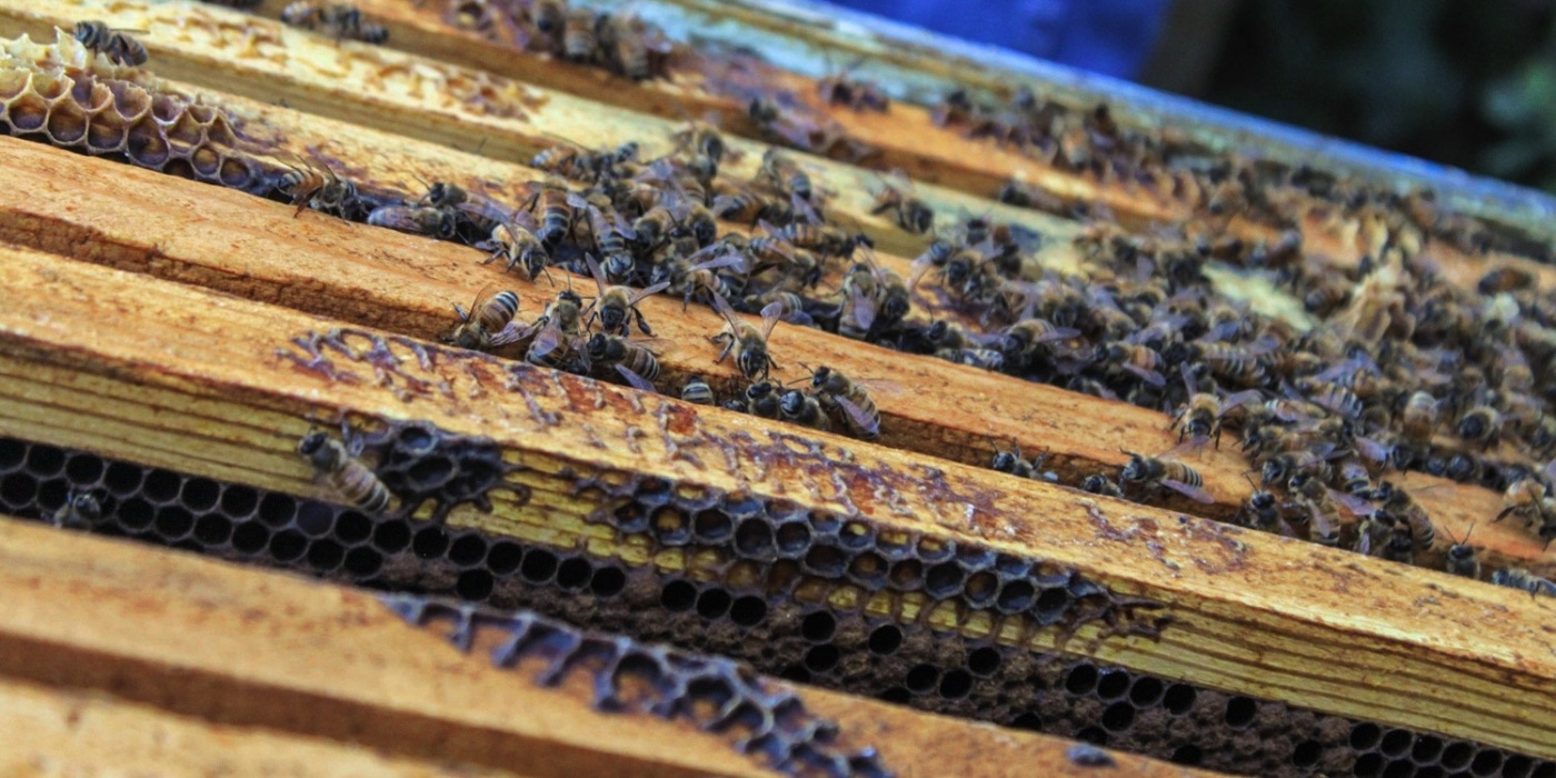 Het bijenprobleem: Colony Collapse Disorder