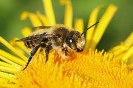 De bijenstichting